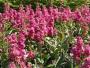 Seminte profesionale  MATTHIOLA incana - Mixandre - imagine 49538